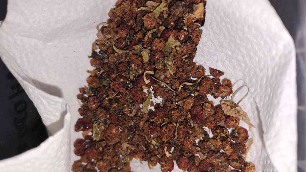 Merlík listnatý (jahodový špenát) semínka - foto 3