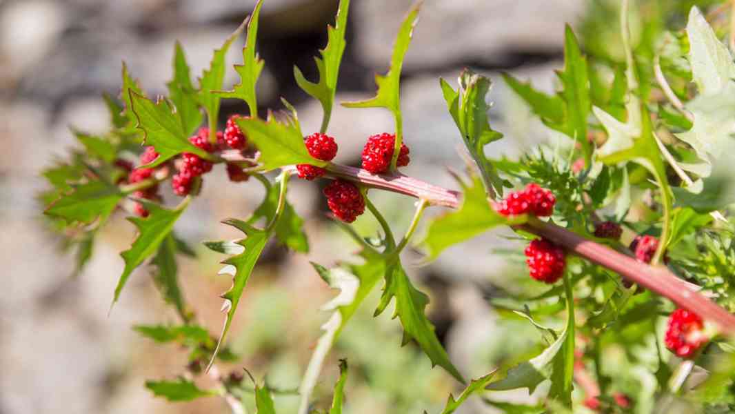 Merlík listnatý (jahodový špenát) semínka - foto 4