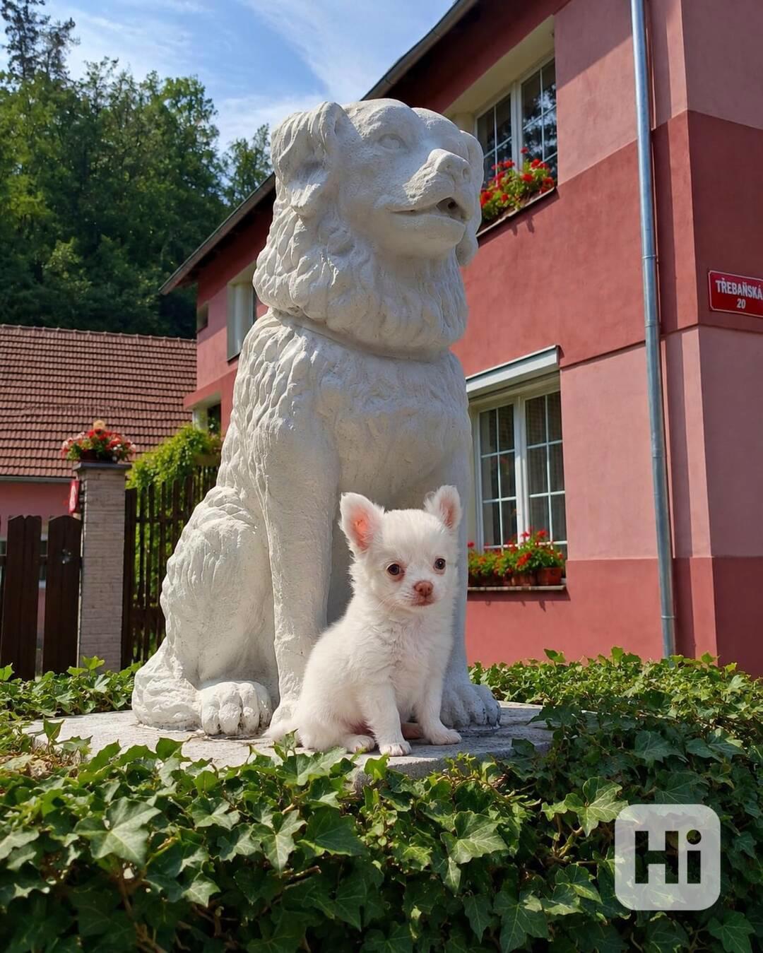 ČIVAVA DLOUHOSRSTÁ S PP FCI pejsek - foto 1