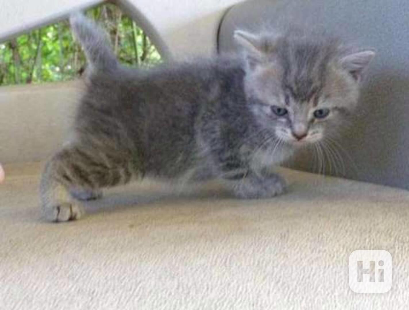 koťata amerického bobtaila - foto 1