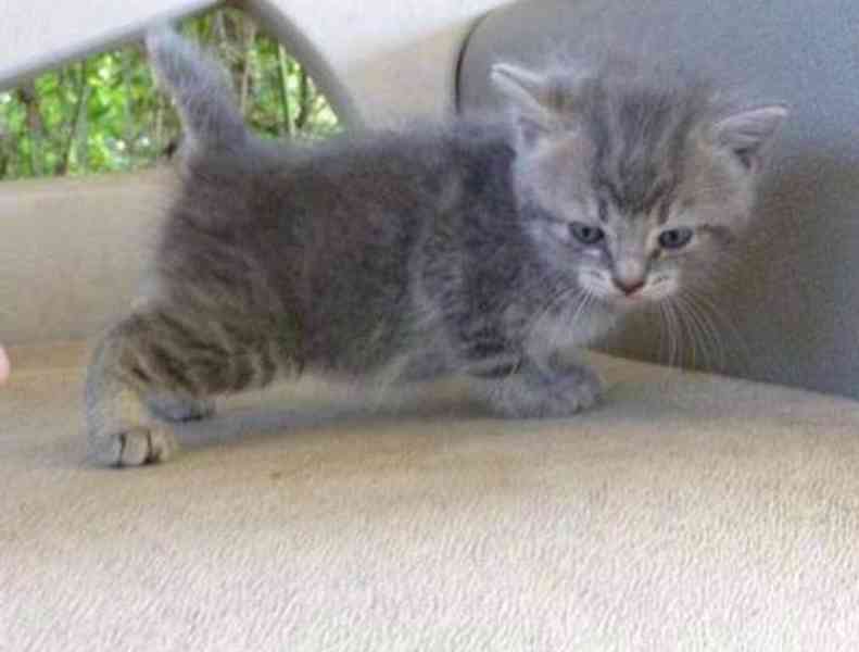 koťata amerického bobtaila - foto 1