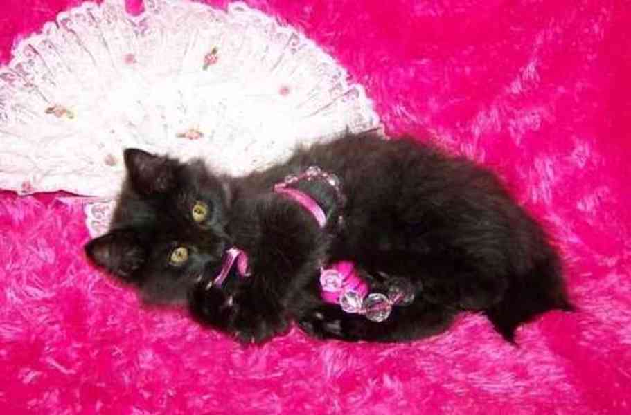 koťata amerického bobtaila - foto 2