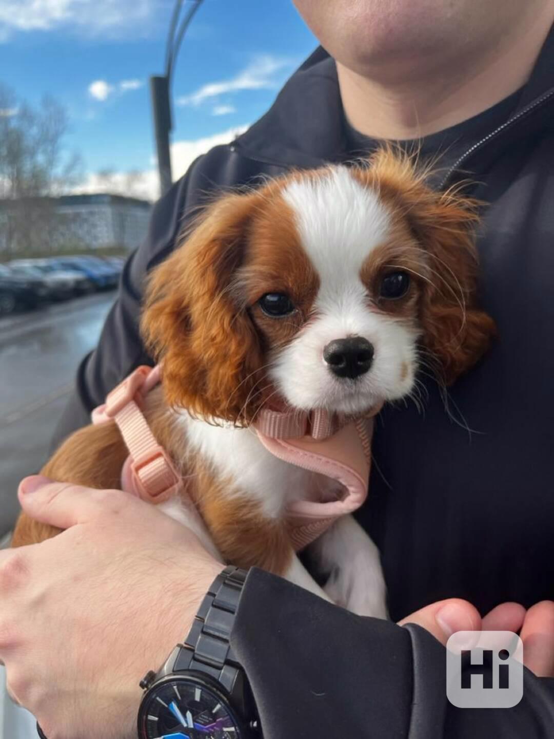 Volná štěňata kavalír King Charles španěl k adopci  - foto 1