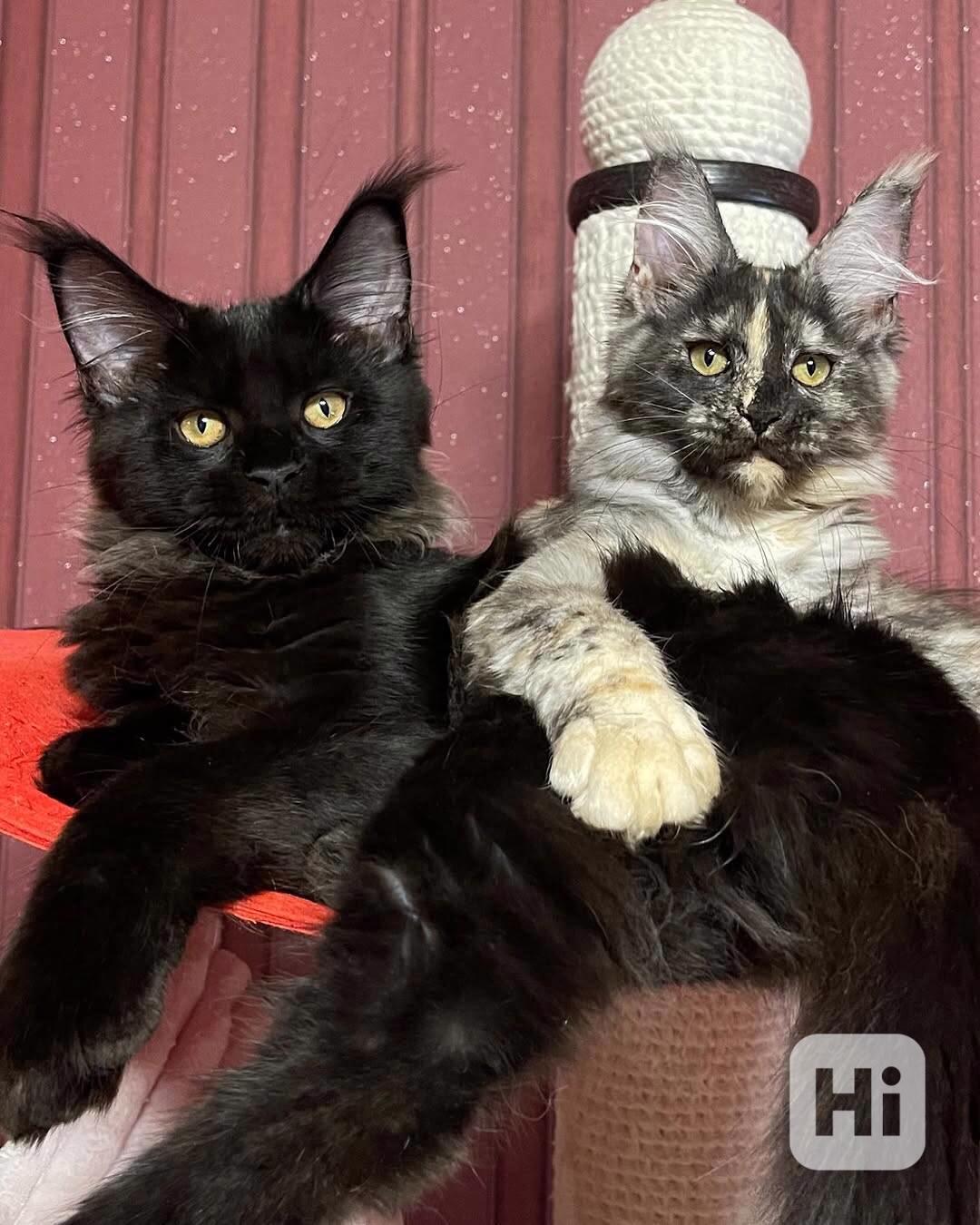 Koťata Mainské mývalí kočky na prodej - foto 1