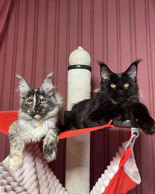 Koťata Mainské mývalí kočky na prodej - foto 2