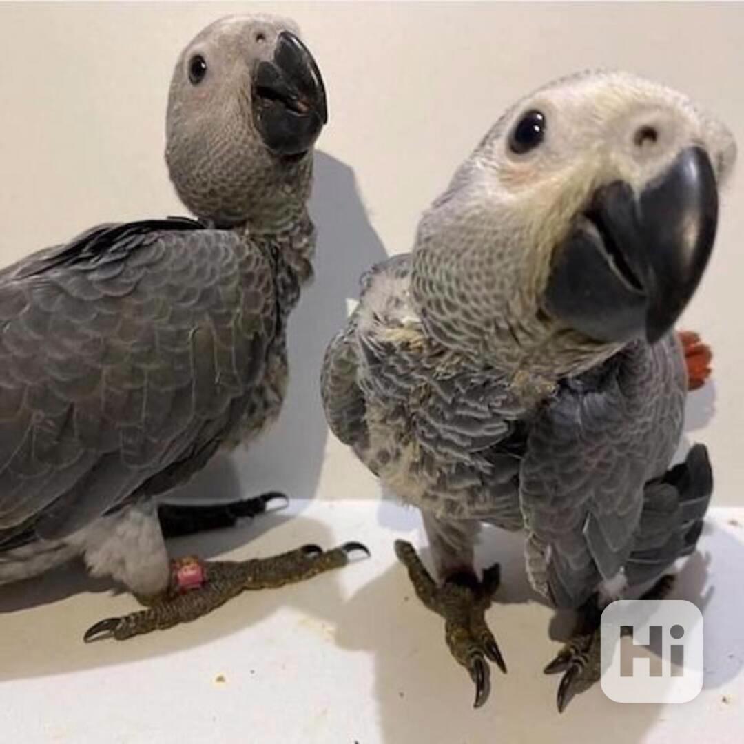 Vynikající papoušci africké šedé s doklady - foto 1