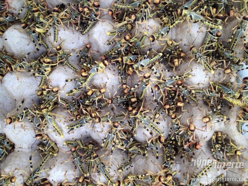 Prodej krmného hmyzu-sarančata všežravá 2 Kč/ks - foto 3