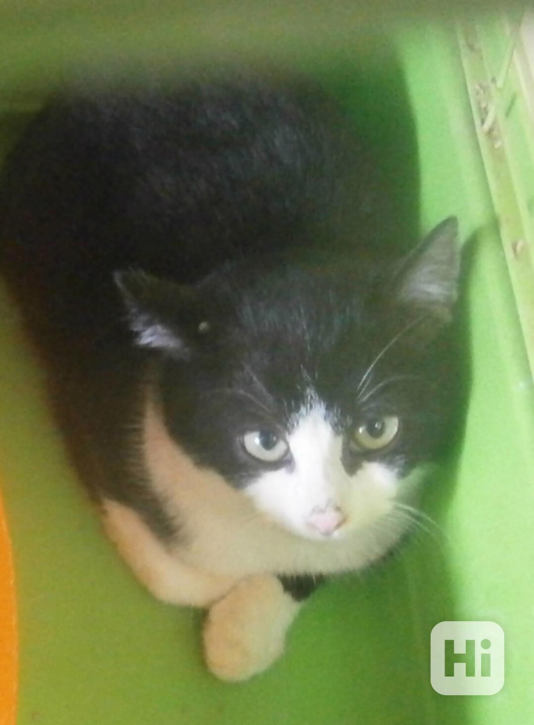 Černobílý, 3-4měsíční zatím nesmělý Toby  - foto 1