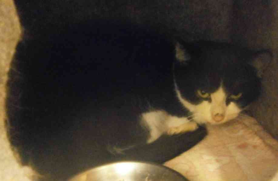 Černobílý, 3-4měsíční zatím nesmělý Toby  - foto 5