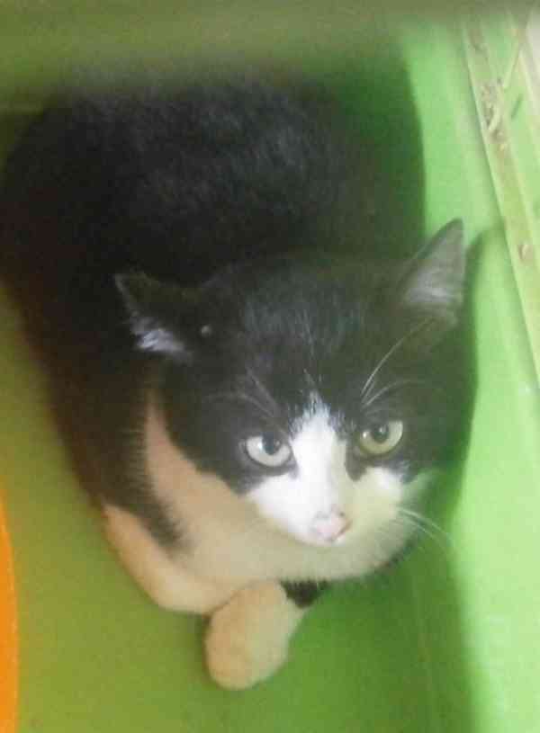 Černobílý, 3-4měsíční zatím nesmělý Toby  - foto 1