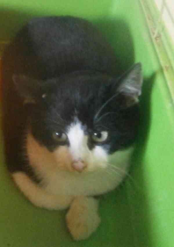 Černobílý, 3-4měsíční zatím nesmělý Toby  - foto 2