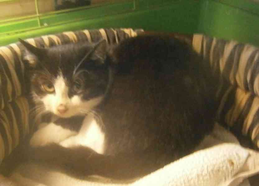 Černobílý, 3-4měsíční zatím nesmělý Toby  - foto 3