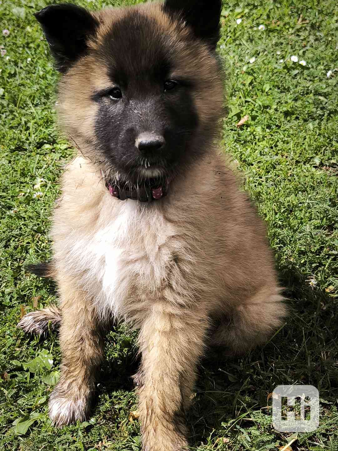 Belgický ovčák - Tervueren - štěňata - 2 fenky a pes - foto 1