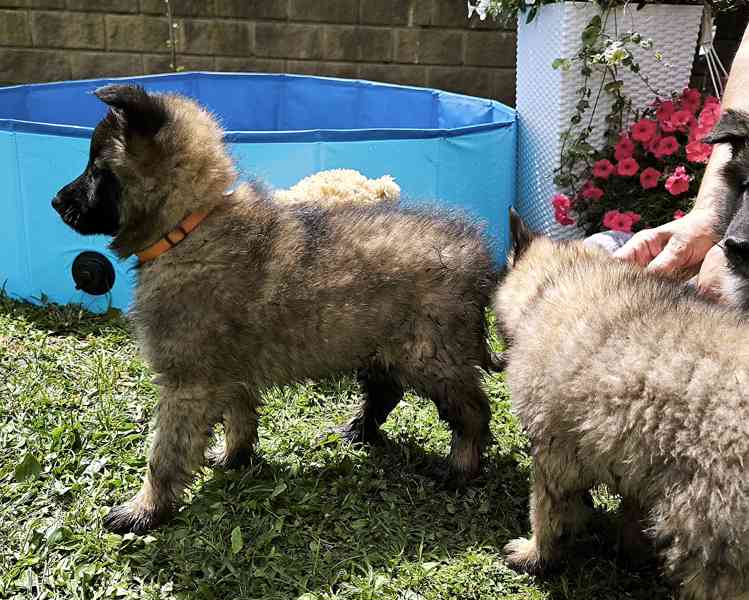 Belgický ovčák - Tervueren - štěňata - 2 fenky a pes - foto 6