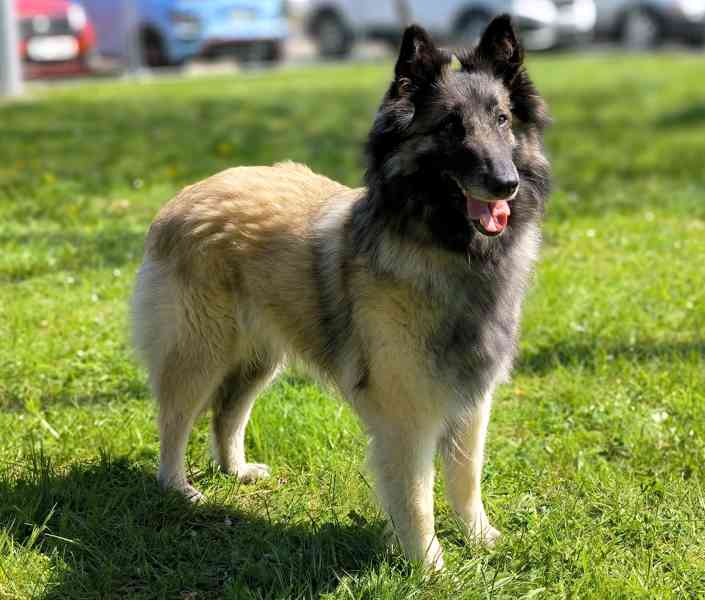 Belgický ovčák - Tervueren - štěňata - 2 fenky a pes - foto 10