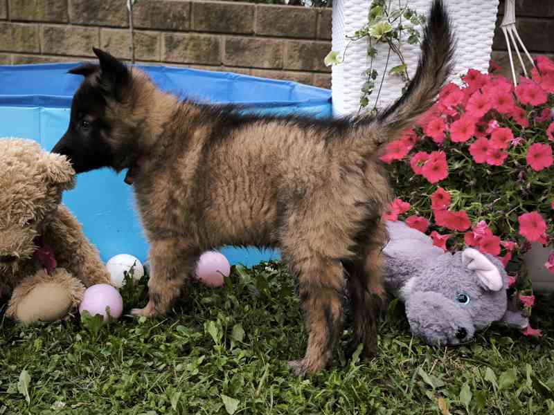 Belgický ovčák - Tervueren - štěňata - 2 fenky a pes - foto 2