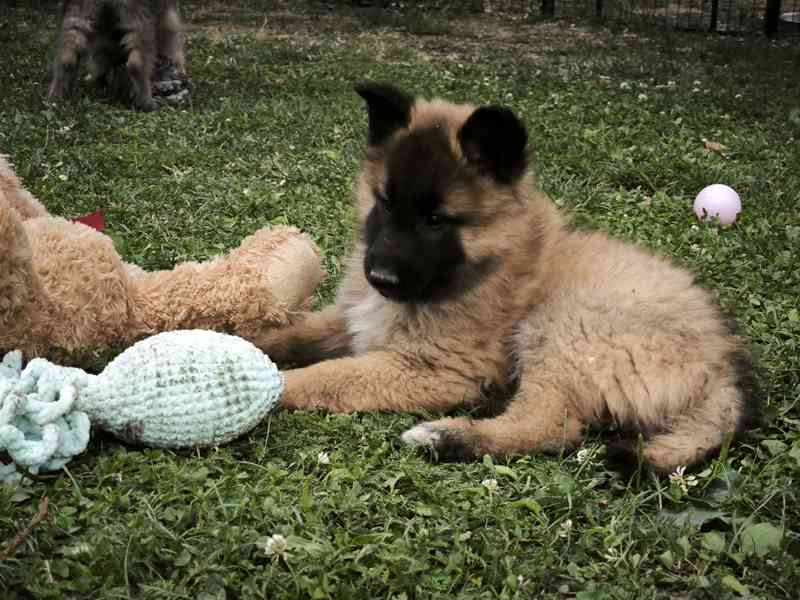 Belgický ovčák - Tervueren - štěňata - 2 fenky a pes - foto 3