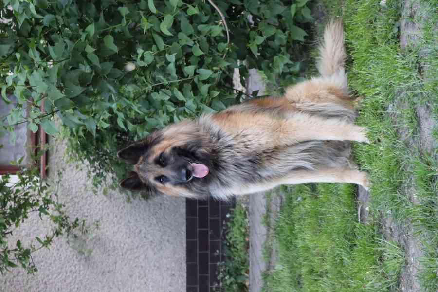 Belgický ovčák - Tervueren - štěňata - 2 fenky a pes - foto 9