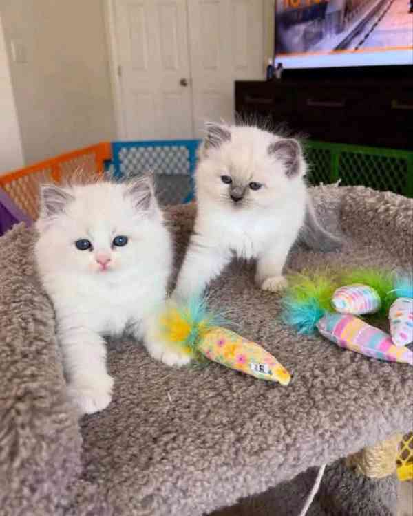 Koťata plemene Ragdoll - foto 1