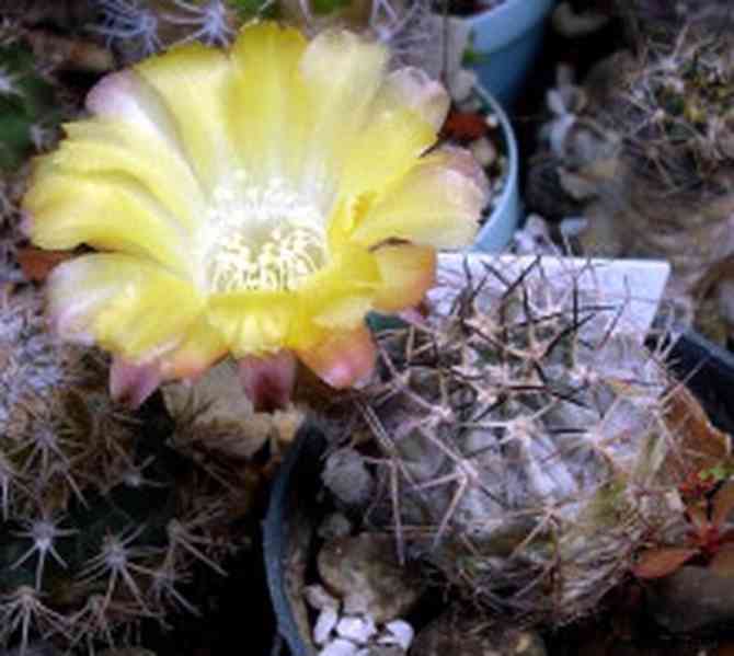 semena kaktus Acanthocalycium sp. FR 14