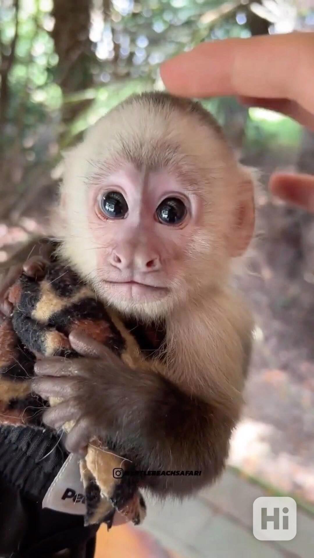 Nádherná a krásná kapucínská opice k adopci - foto 1