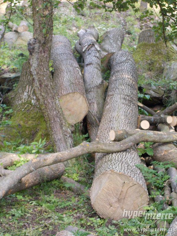 Jasan kulatina - foto 3