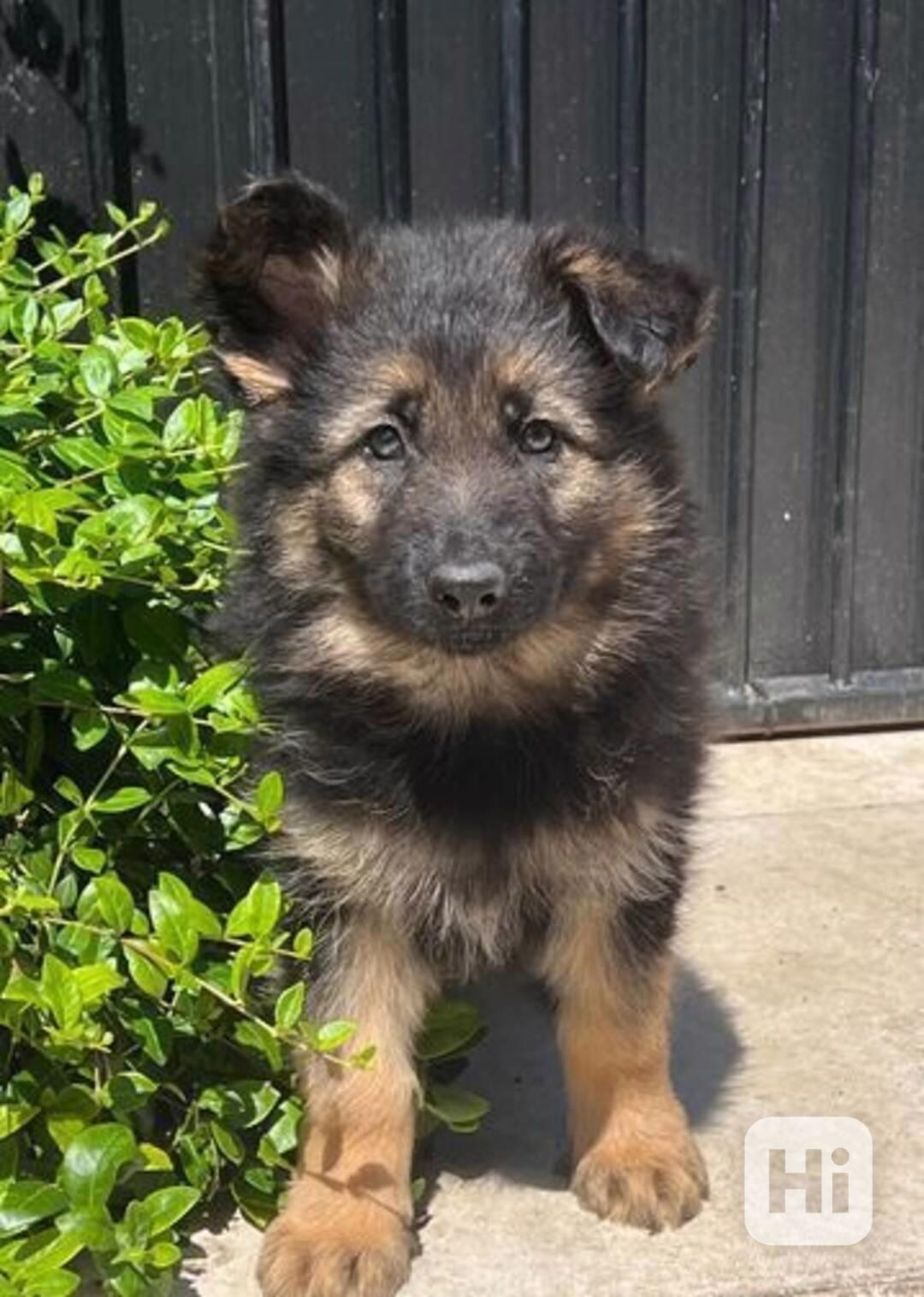 Germany shepherd dogs for sell - foto 1