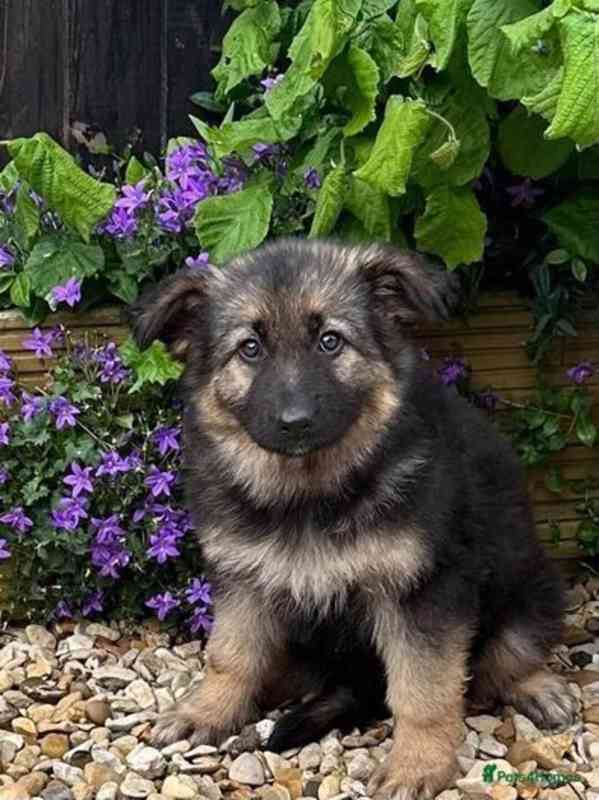 Germany shepherd dogs for sell - foto 5