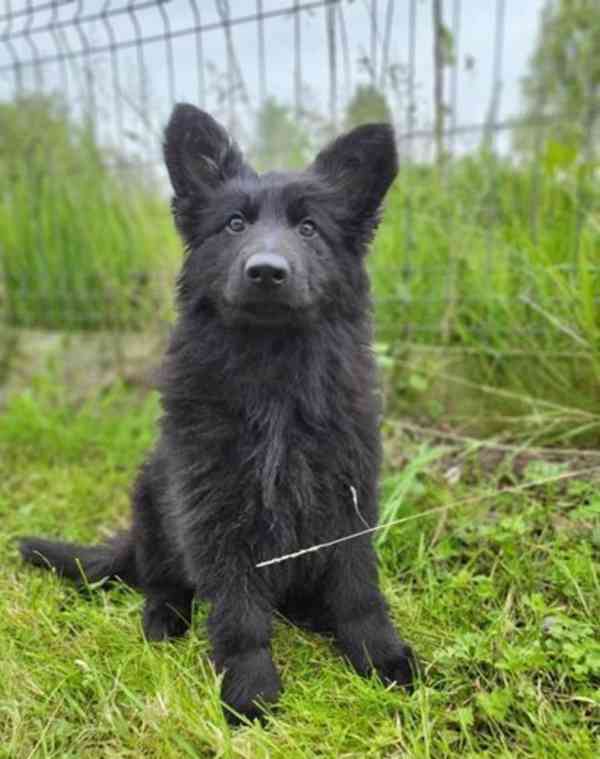 Germany shepherd dogs for sell - foto 4