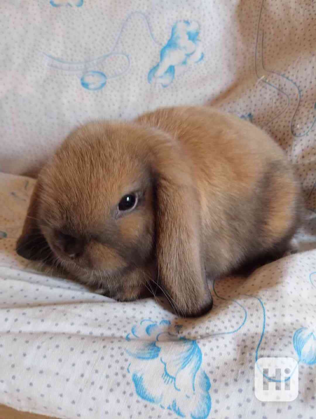 Králík  - foto 1