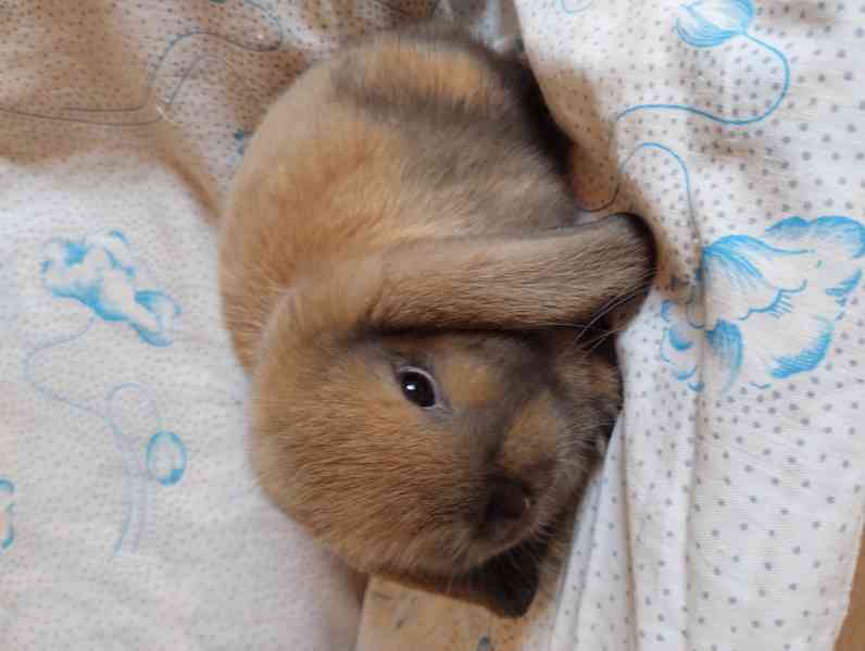 Králík 