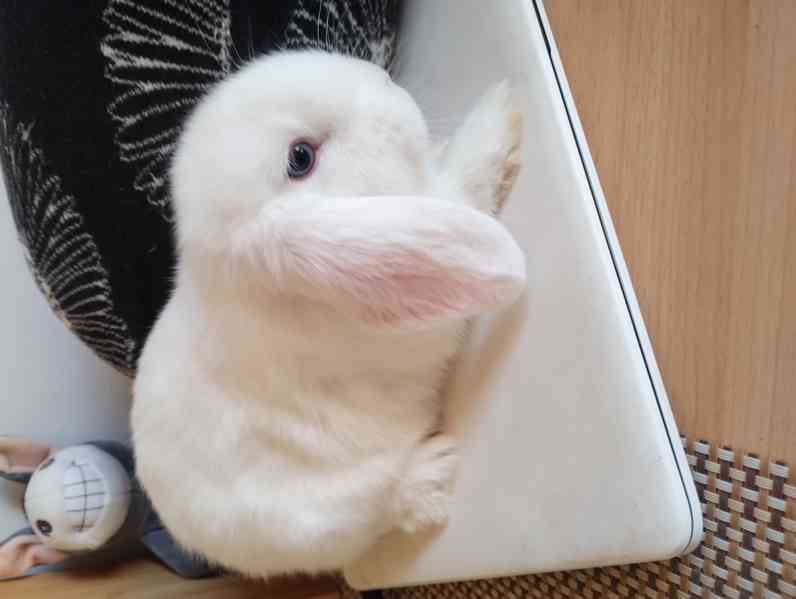 Králík  - foto 2
