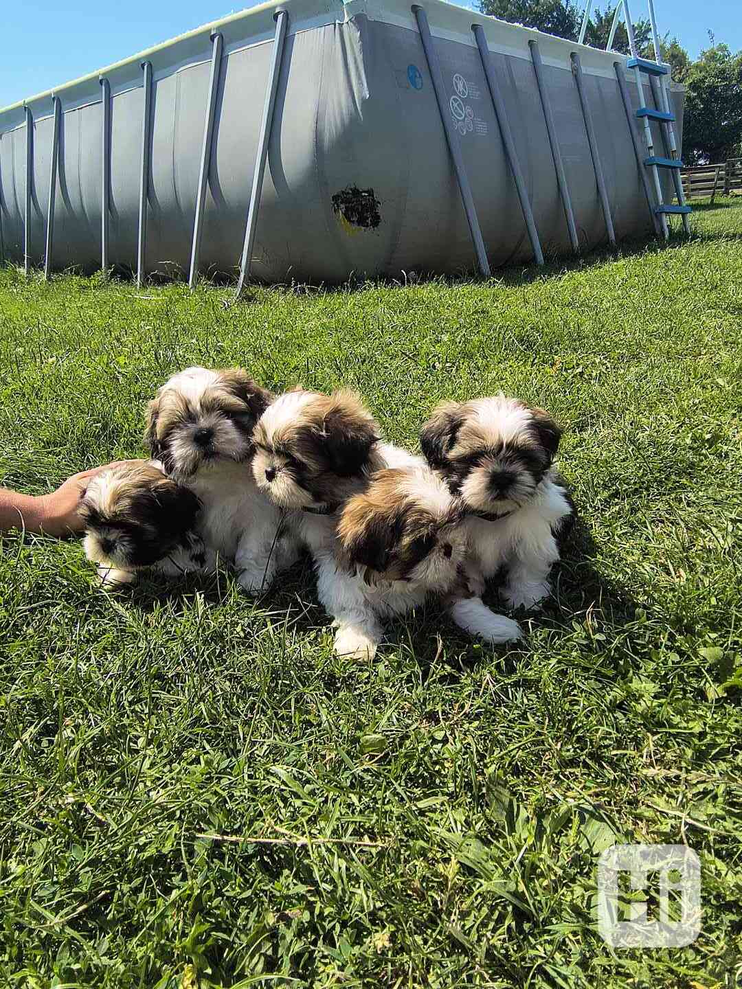 Shih-Tzu  - foto 1