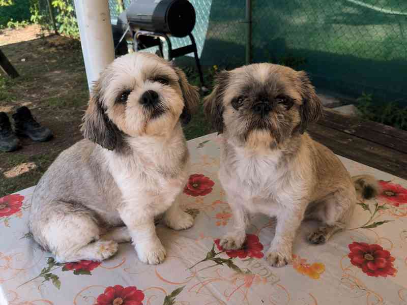 Shih-Tzu  - foto 6