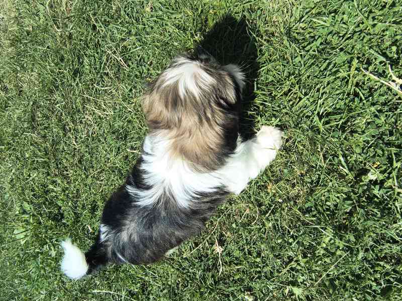 Shih-Tzu  - foto 3