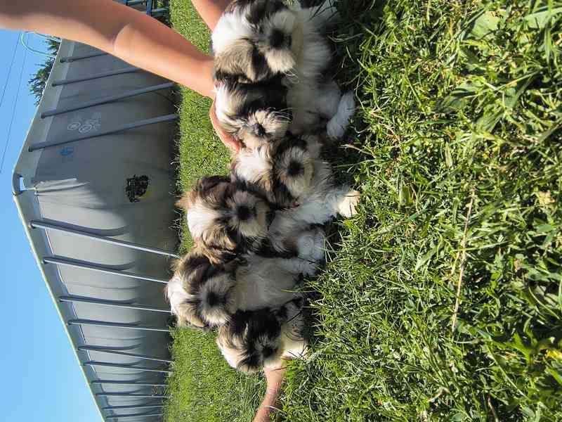 Shih-Tzu  - foto 5