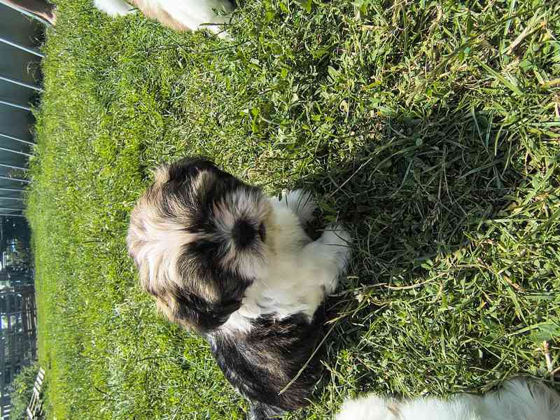 Shih-Tzu  - foto 2