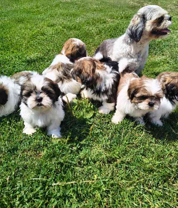 Shih-Tzu  - foto 4