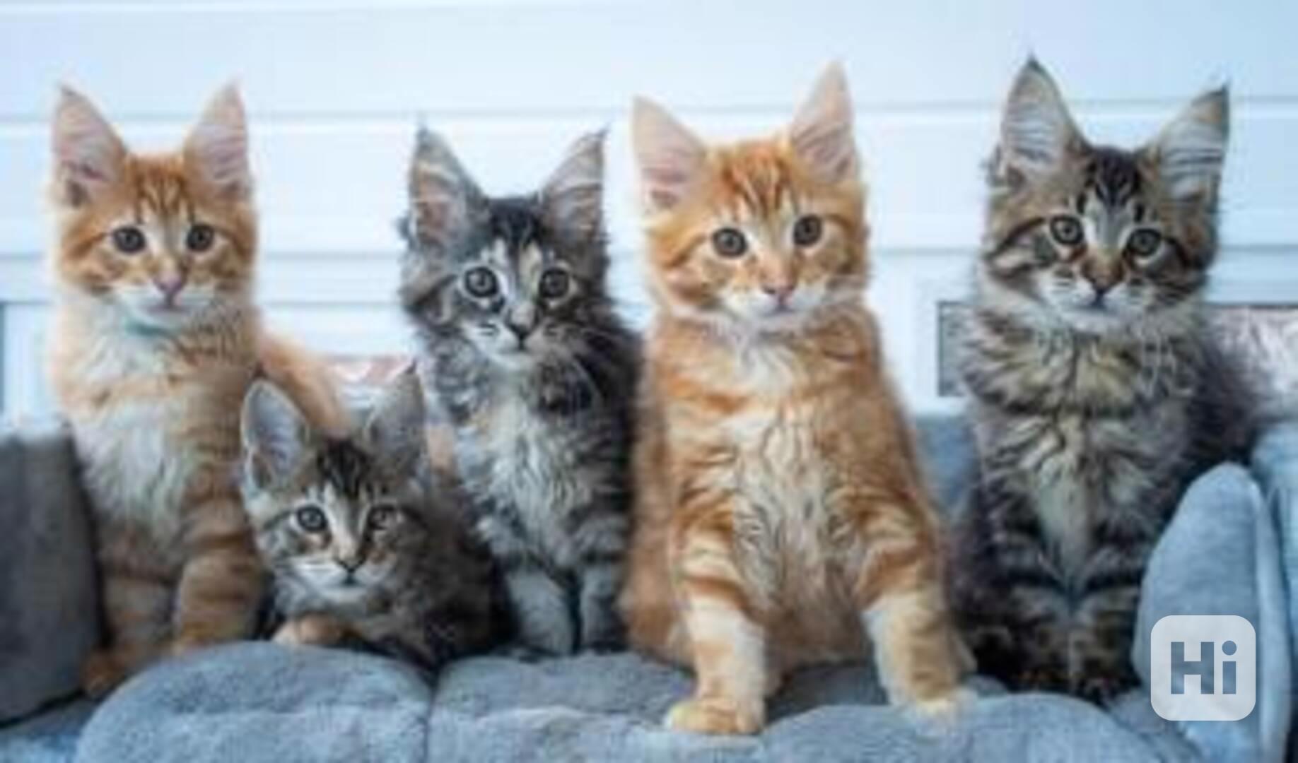 Přátelská koťata Maine Coon pro adopci - foto 1