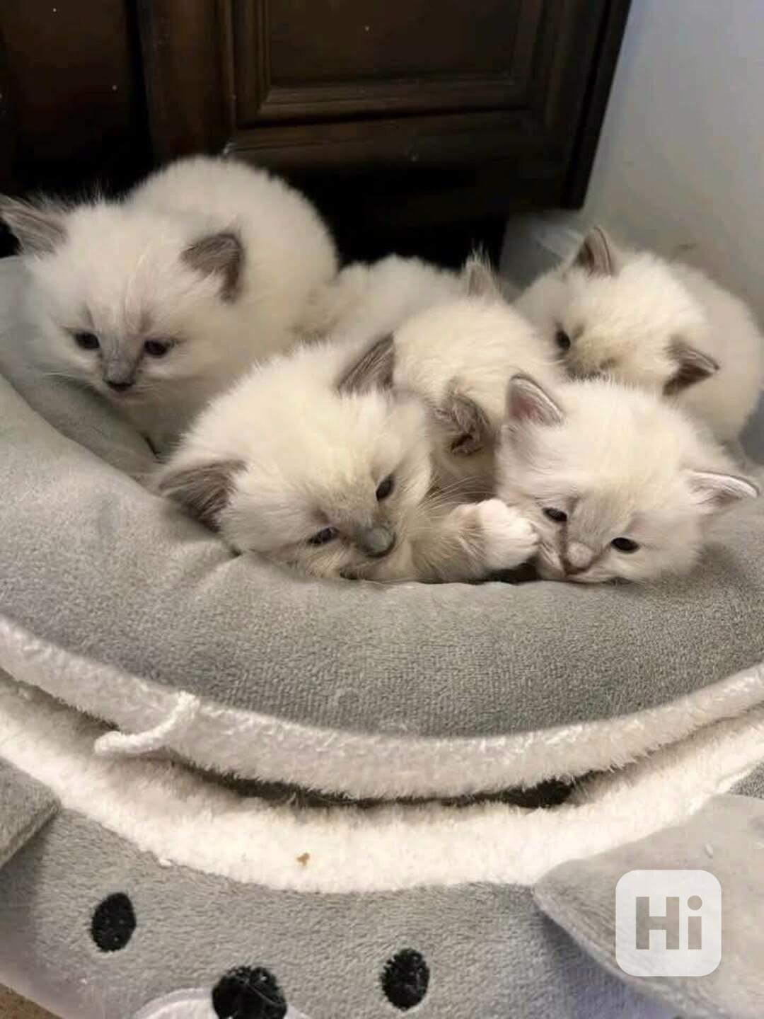 Zdarma ragdoll kotě k adopci hned teď   - foto 1