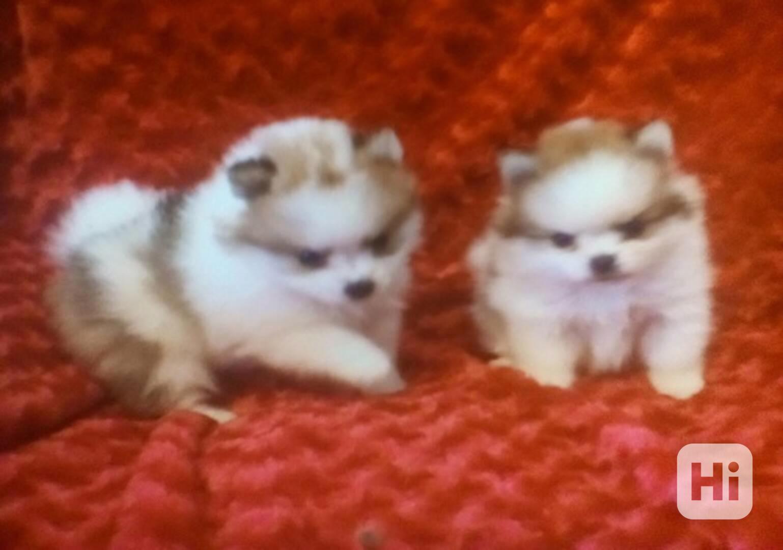 Pomeranian S Pp - foto 1