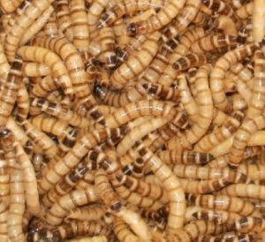 Kvalitní krmný hmyz za super cenu - rozvoz zdarama - foto 4
