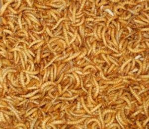 Kvalitní krmný hmyz za super cenu - rozvoz zdarama - foto 5