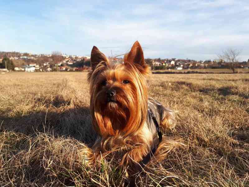 Jorkšírský teriér krytí, připuštění - foto 6