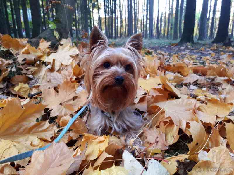 Jorkšírský teriér krytí, připuštění - foto 4