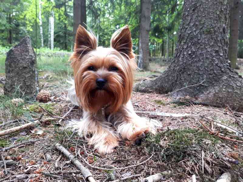 Jorkšírský teriér krytí, připuštění - foto 5