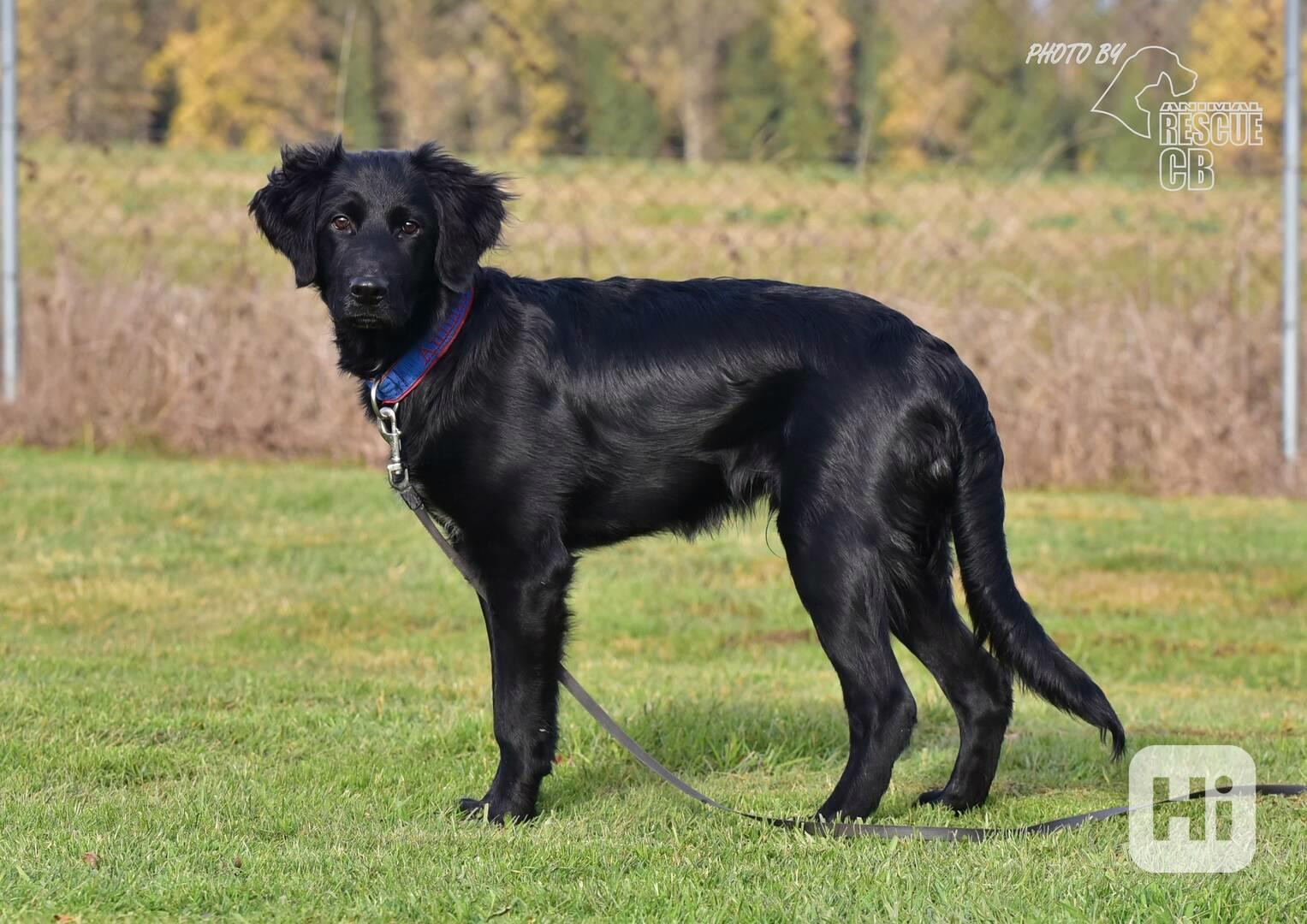 Darujeme nalezené štěně křížence - foto 1