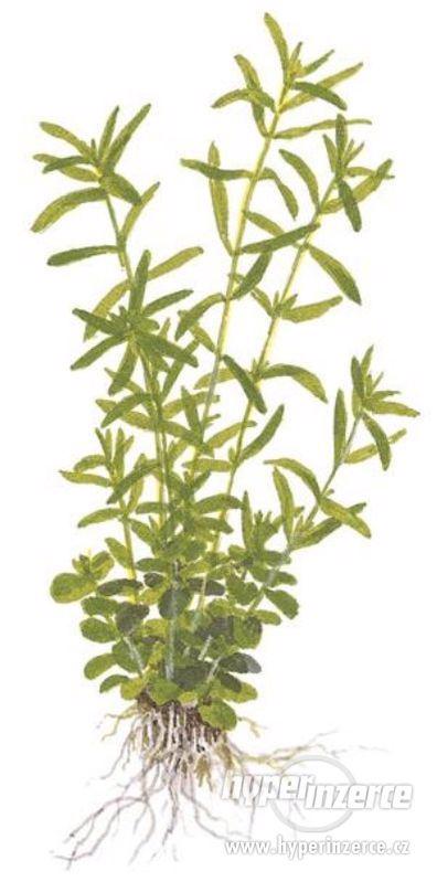 Rotala Rotundifolia - Kolovka Okrouhlolistá - foto 1
