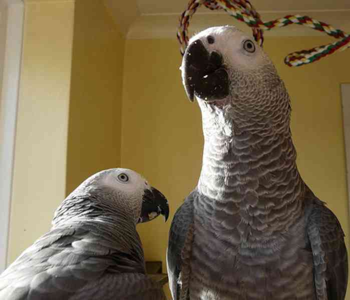Afričtí šedí papoušci