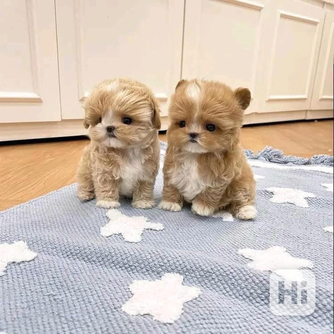Nádherná štěňátka Maltipoo pro nový domov - foto 1